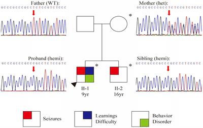 SYN1 variant causes X-linked neurodevelopmental disorders: a case report of variable clinical phenotypes in siblings